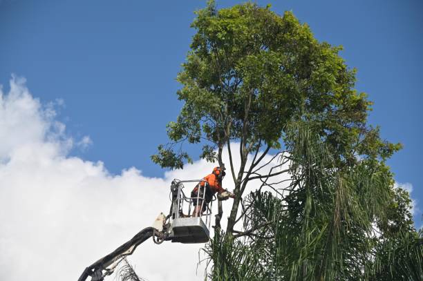 How Our Tree Care Process Works  in  Puxico, MO